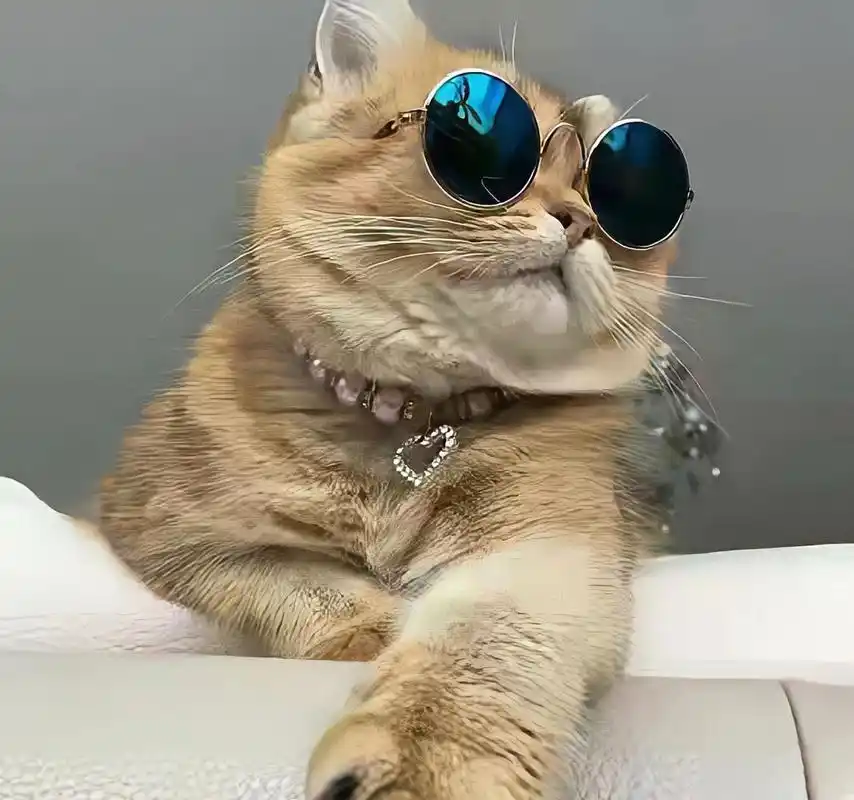 猫咪头像 霸气猫咪 头像 动物头像 一组霸气侧漏的猫咪头像