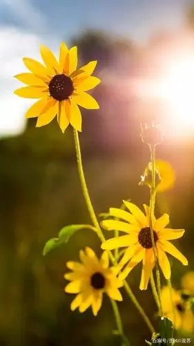 简约清新系列唯美壁纸