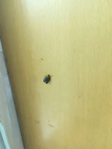 家里窗户外头很多这种小虫,会飞,黑色的比瓢虫大一点,是什么虫子啊