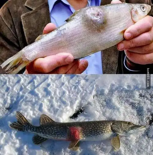 从专业的角度分析日本人把福岛核废水倒在海洋里对人类的影响