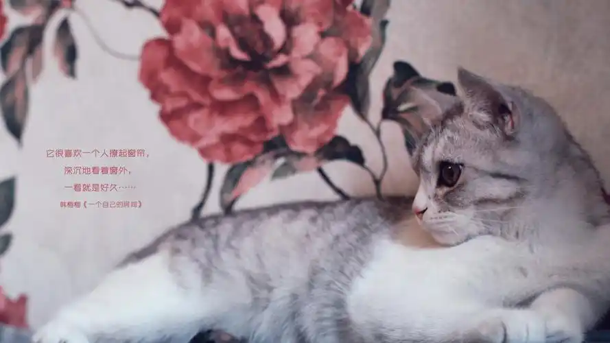 唯美风景可爱猫咪电脑桌面壁纸