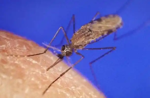 九成人不知蚊子最大天敌是啥1个笨法子整夜开窗也不用怕