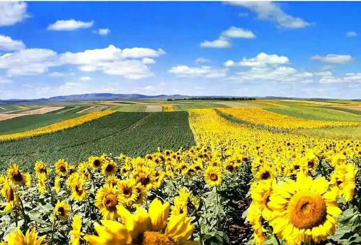 九九艳阳天一难忘的中学生活一