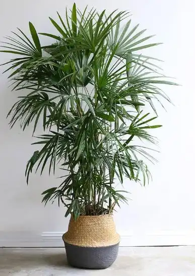 叶子清秀的棕竹,养成室内大型盆栽有格调,净化空气环境能力优秀