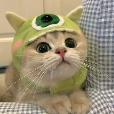 可爱猫咪头像79.夏日的遗憾一定,_微信头像_我要个性网