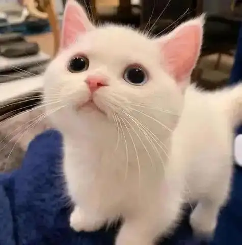 颜值最高,呆萌,可爱的小奶猫,世间所有的赞美,都不足以形容小奶猫的萌