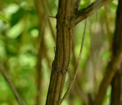 六道木值钱吗(真正的六道木手串图片)