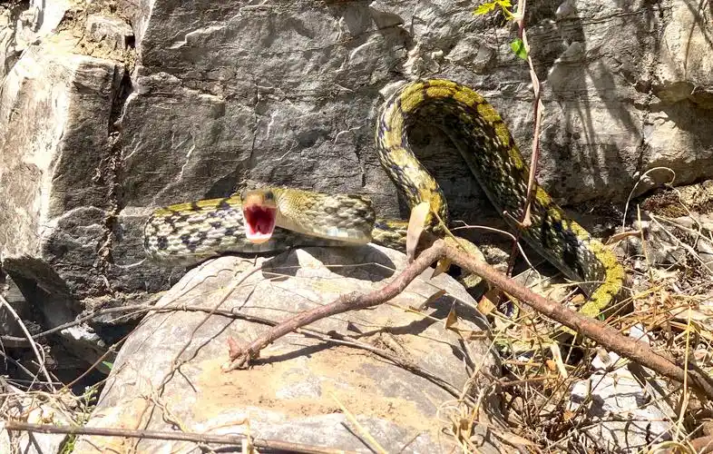 北京常见本土蛇有十多种见到这种蛇要尽量远离