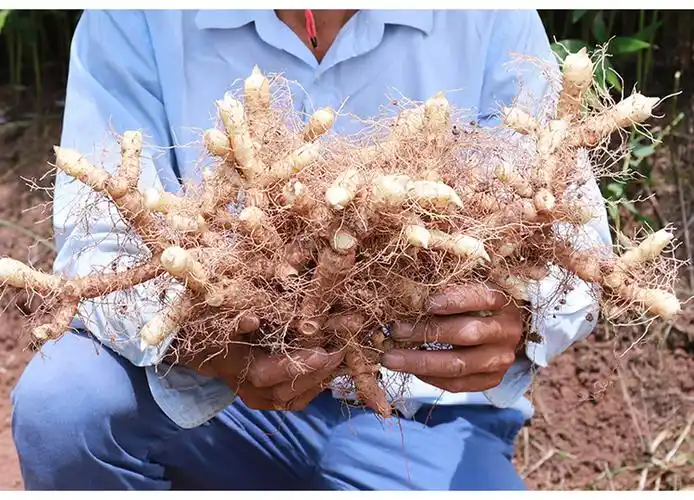 有仁堂 100g玉竹野生玉竹根新鲜玉竹干条玉竹片另沙参麦冬山参黄精
