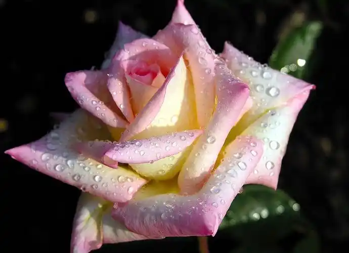 典雅粉色月季花