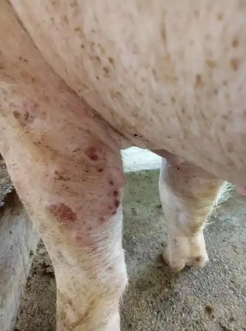 猪身上长水痘到底是猪痘还是猪湿疹