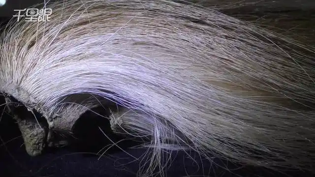 【贵州】绣娘收藏大量老物件免费欣赏 并用马尾巴毛刺绣带千人就业