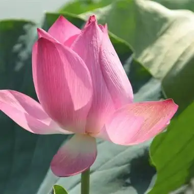 荷花是很适合五六十岁人用的微信头像图片,风景头像图片