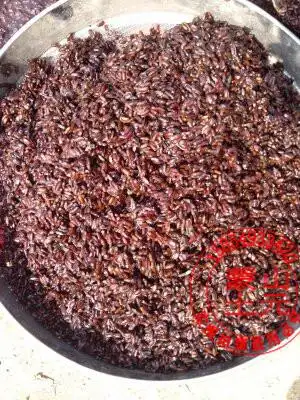 土元卵优质新鲜土元卵块纯度好 送电子版养殖技术山东省1000g包邮