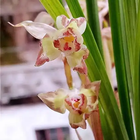 自然栽培的名品春剑复色花 - 兰花交易网