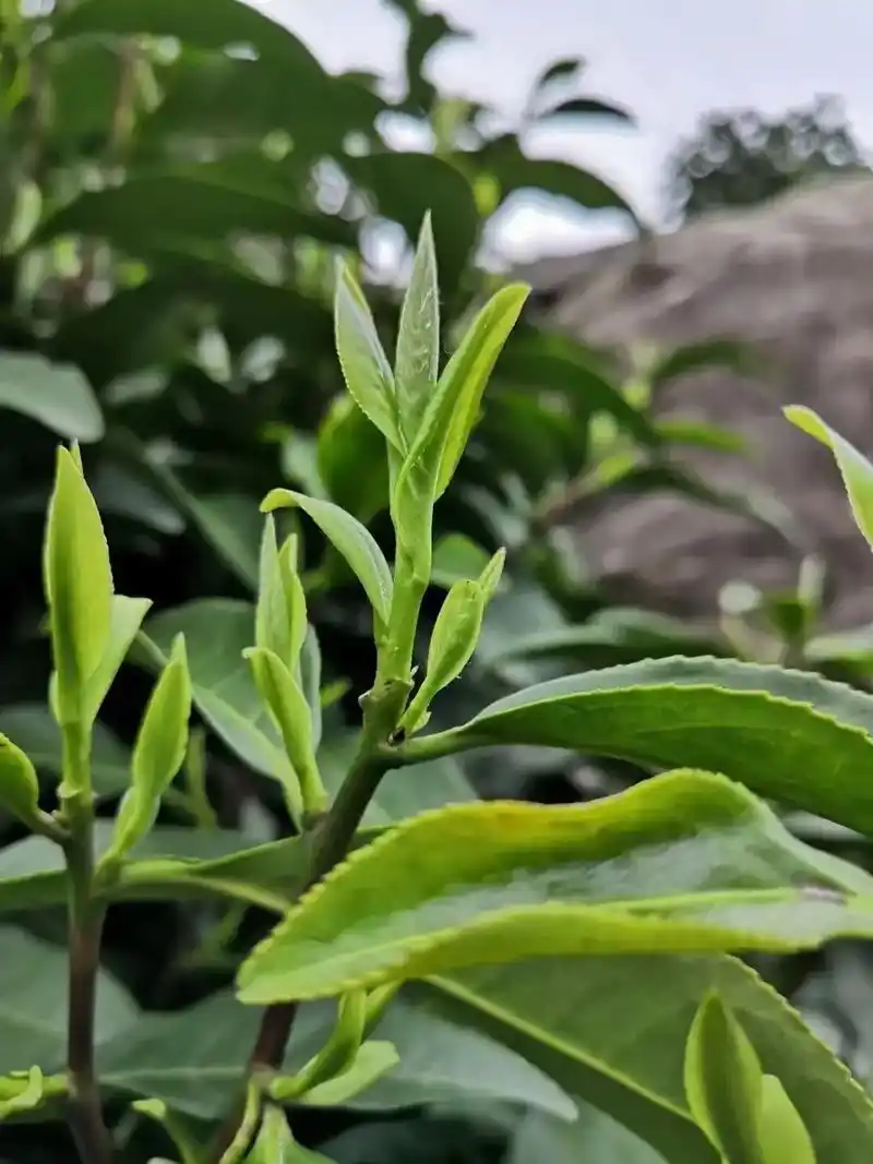 【岳西翠兰】【岳西翠兰】大别山腹地,海拔一千多米