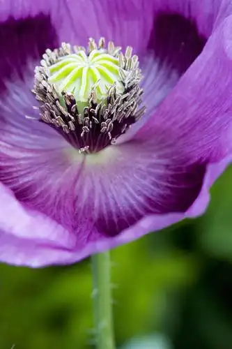 无人,竖图,室外,特写,白天,美景,植物,罂粟,景观,花,紫色,自然,景色