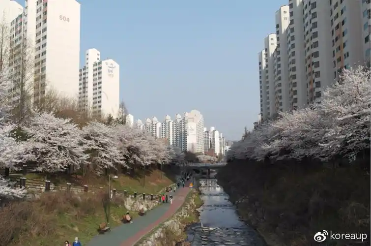 韩国旅行 龙仁旅行 京畿道龙仁十一大赏樱名地