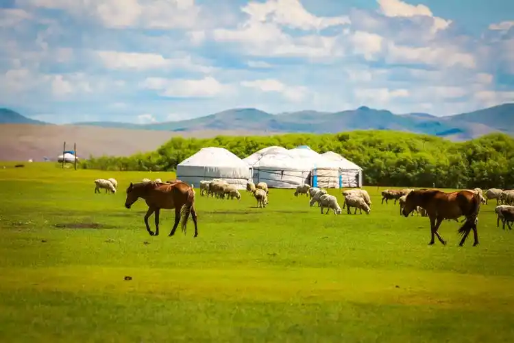呼伦贝尔大草原,端午节撞上呼伦贝尔芍药花期_蒙古