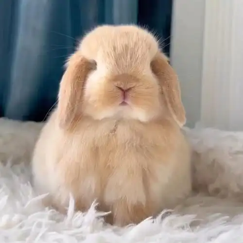 进口血统垂耳兔活物暹罗霜白小鹿温顺迷你宠物兔荷兰折耳兔子活体