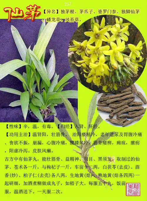 中草药300种图谱