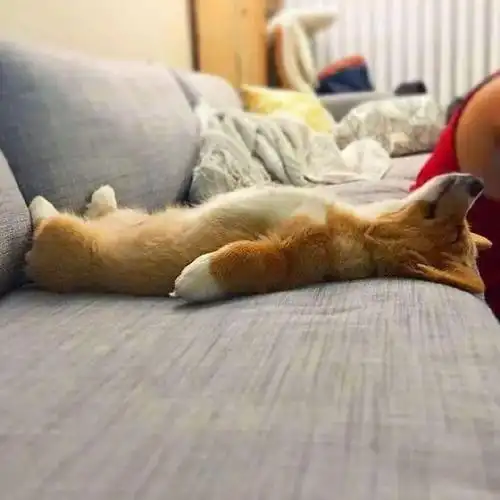 柯基销魂睡姿大赏,最后一张惊到我了!_奇葩