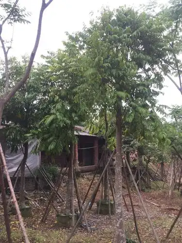 湖南假植人面子园林应用湖南人面子庭荫树