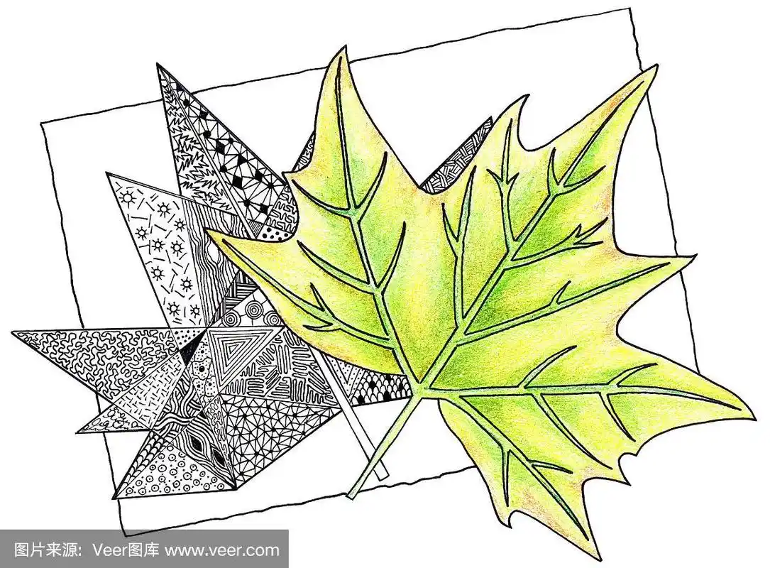 墨水笔,铅笔画,枫树,高雅,秋天