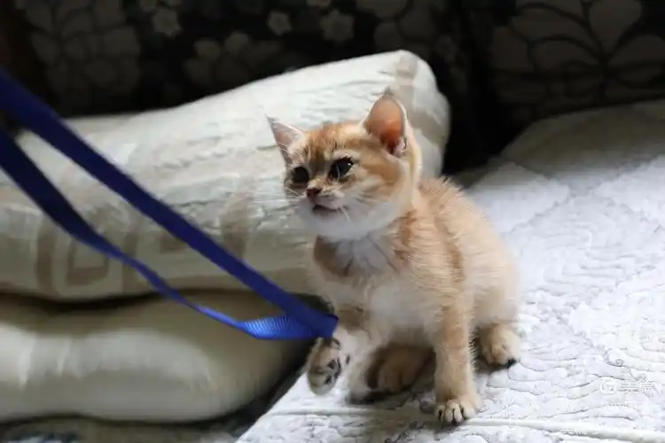 可爱的幼小猫崽