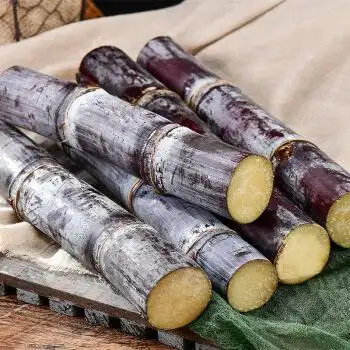 新鲜广西黑皮甘蔗紫皮甜甘蔗切断当季新鲜甘甜水果批发5斤中段净重95