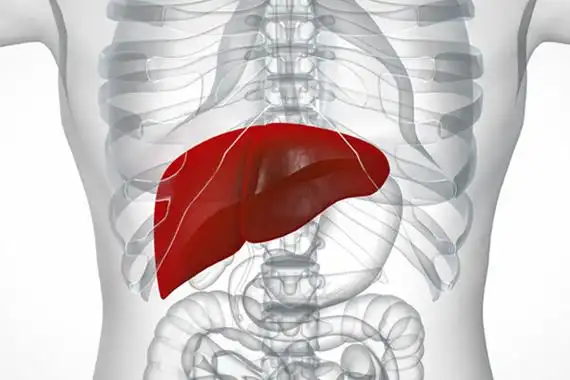 肝正在哪一个地位图 肝脏的功用