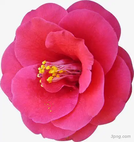 你的一朵花png素材透明免抠图片-动植人物