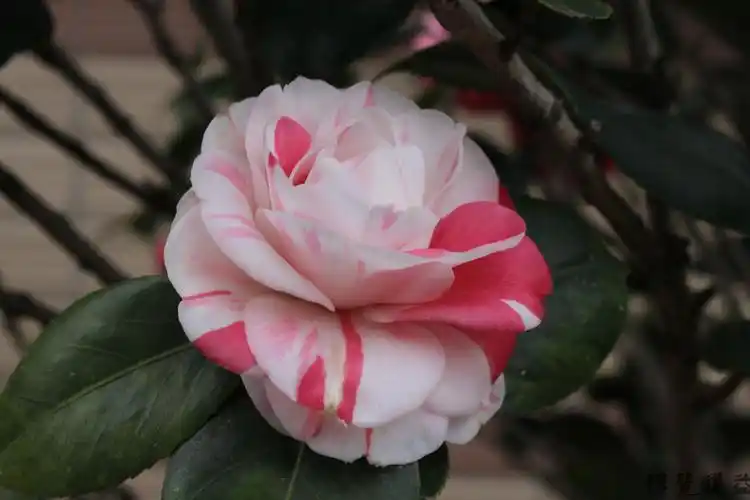 玲珑典雅十八学士茶花