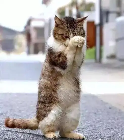 佛在心中,结善缘,清业障      立马双手合十虔诚祝祷   听到佛钟