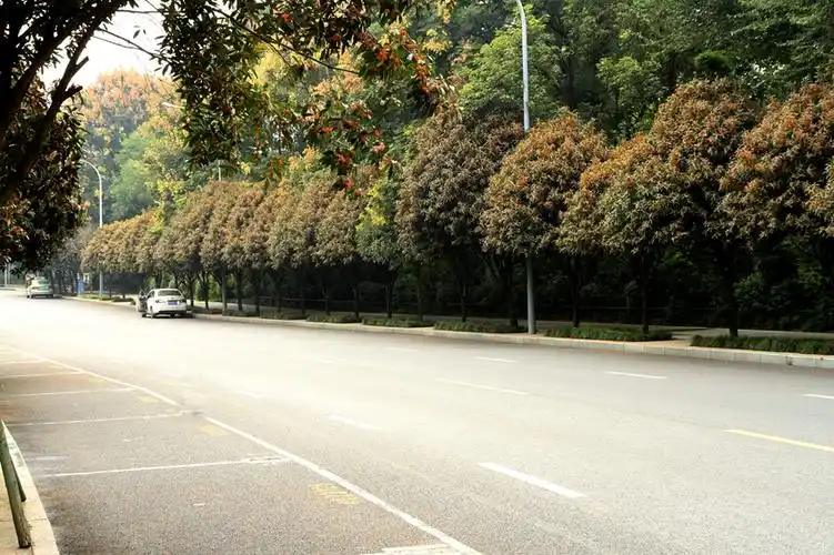 四季花木观赏指南-(桂花)