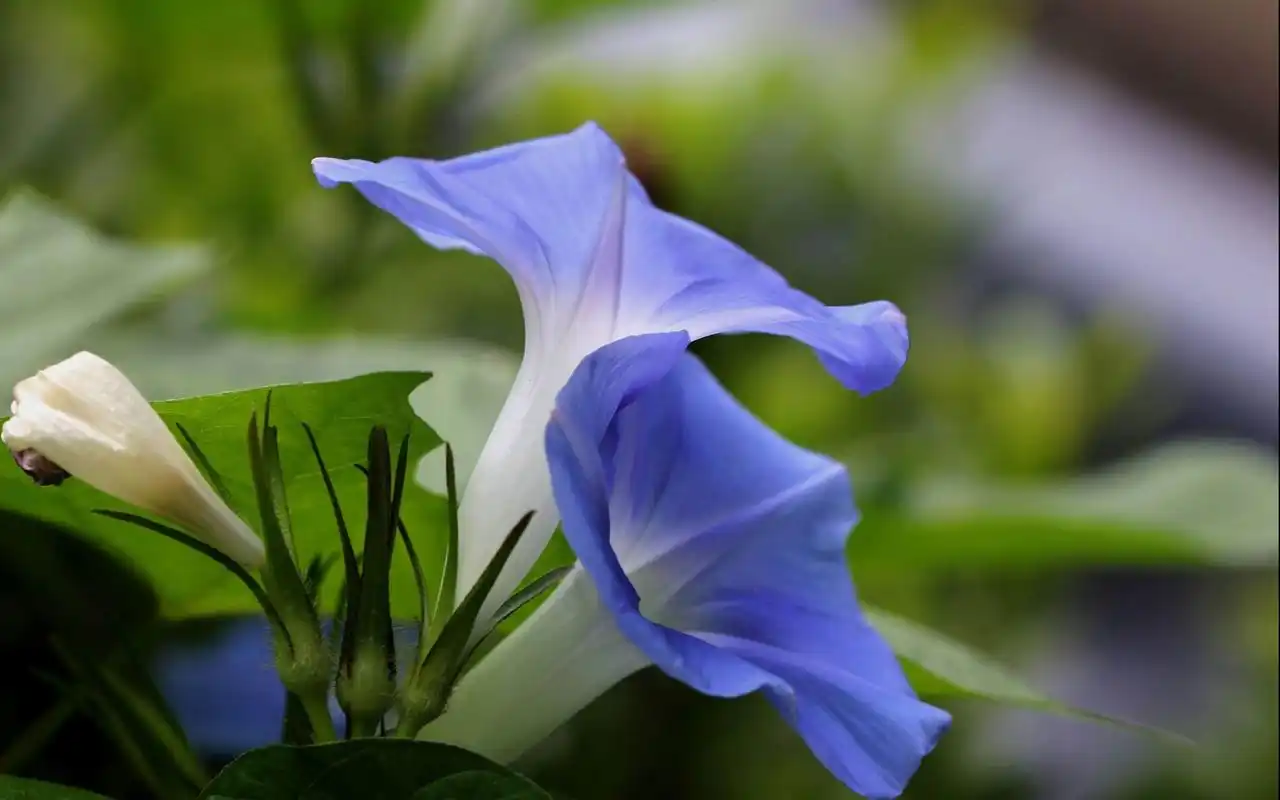 唯美牵牛花风景图片桌面壁纸