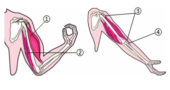 只要①和②的配合,就能牵引前臂骨完成图中动作更新:2022/03/19组卷:1