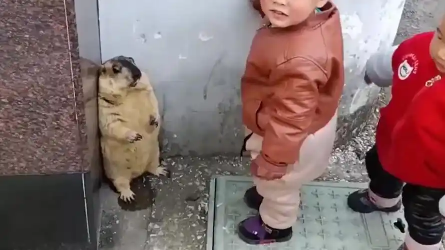 土拨鼠偶遇人类幼崽直接给吓尿了
