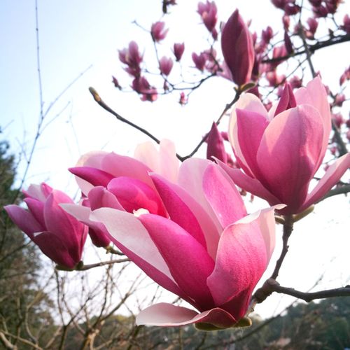 玉兰种子白玉兰种籽黄玉兰紫玉兰广玉兰树种子辛夷山玉兰木兰花籽