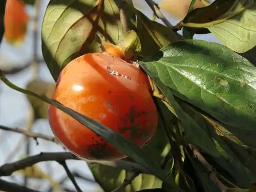 秋天的柿子红彤彤