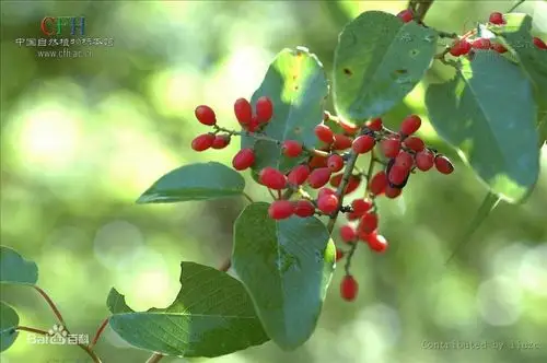 鸭公藤 - 第1张  | 中草药图片大全-中药的功效与作用