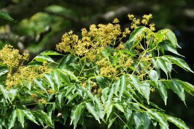 珍贵的野生药材——黄柏的植物非试管高效快繁