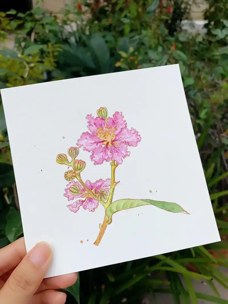 紫薇一枝儿#钢笔淡彩 #水彩 #水彩花卉 #水彩过程 #治愈 - 抖音