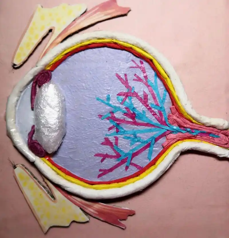 眼球的解剖模型 初中生的手工作业