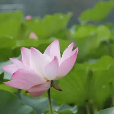 妈妈头像优雅简单(16张)