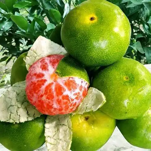 【ly】青桔3斤 - 世纪生活