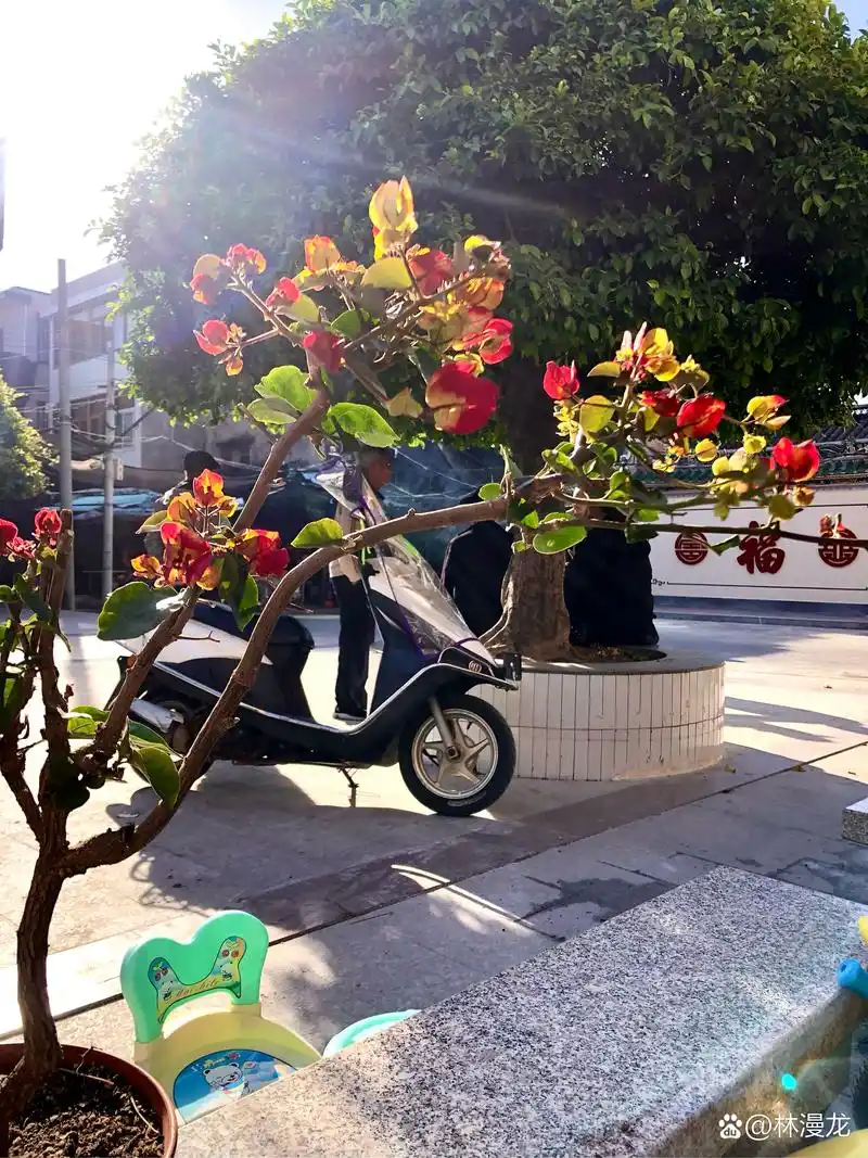 冬天的印度画报三角梅,花色艳丽.