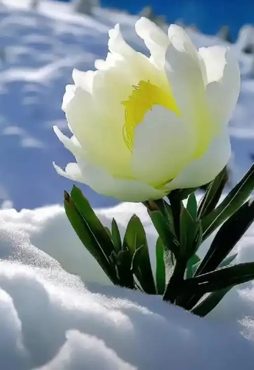 【每日一花】天山雪莲纯洁美丽