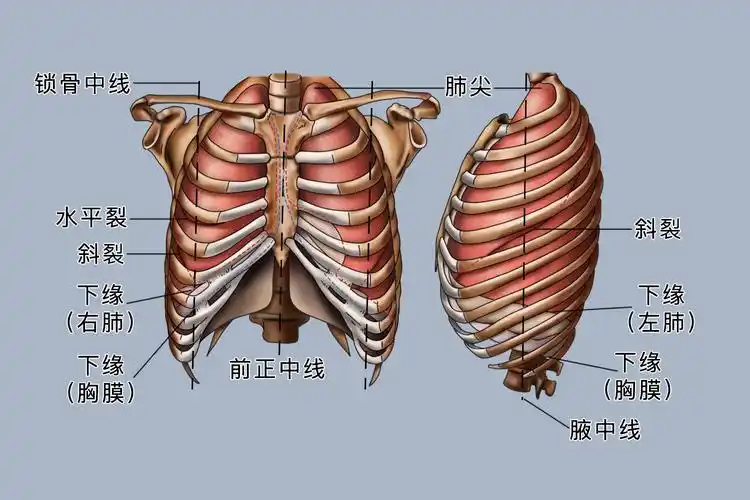男人肺部结构图