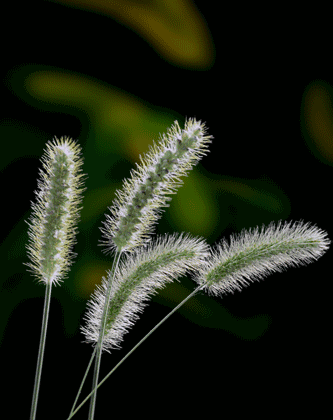 333_420竖版 竖屏gif 动态图 动图